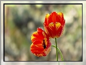 Dwa, Tulipany