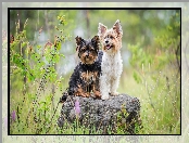 Dwa, Kamień, Psy, Yorkshire terrier