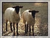Dwie, Runo, Owce, Białe