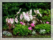 Pelargonie, Białe, Roślina, Kwiatki, Kwiaty, Różowe, Kaladium dwubarwne