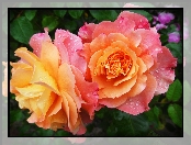 Róże, Dwukolorowe, Rosa