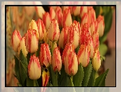 Dwukolorowe, Kwiaty, Tulipany