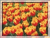 Dwukolorowe, Tulipany