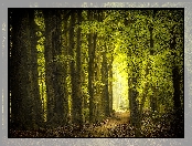Dzień, Las, Drzewa, Ścieżka, Słoneczny