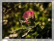 Dzika Róża, Bokeh, Kwiat, Światło