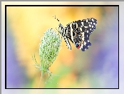 Motyl, Dzika marchew, Papilio demodocus