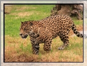 Leopard, Dziki, Kot