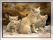 Rodzinka, Dzikich, Kotów pustynnych