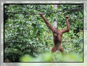 Orangutan, Dżungla, Lina
