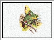 Edward Lear, Zielone, Papugi, Żółte, Głowy