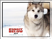 Eight Below