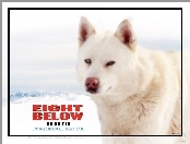 Eight Below, biały, pies