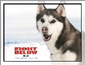 Eight Below, łańcuch, pies