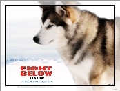 Eight Below, zima, pies, zaprzęgowy