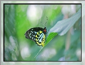 Ornithoptera euphorion, Liść, Kolorowy, Motyl