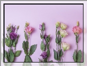 Kwiaty, Eustoma, Liście