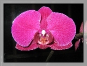 Falenopsis