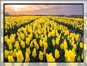 Tulipany, Żółte, Pole, Farmy
