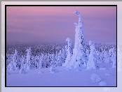 Finlandia, Zima, Śnieg, Drzewa, Rośliny