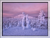 Finlandia, Zima, Zaśnieżone, Drzewa, Wzgórza
