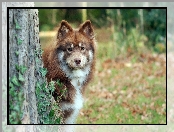 Fiński lapphund, Bluszcz, Drzewo