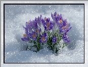 Rozkwitające, Krokusy, Śnieg, Fioletowe, Grafika AI