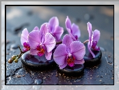 Kwiaty, Fioletowe, Kamienie, Storczyki, AI