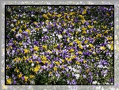 Kwiaty, Fioletowe, Krokusy, Żółte, Łąka
