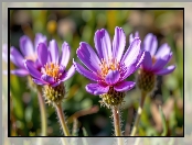 Fioletowe, Rozkwitające, Kwiaty