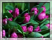 Kwiaty, Fioletowe, Tulipany