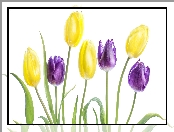 Fioletowe, Białe tło, Żółte, Tulipany