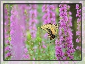 Łąka, Piękny, Motyl, Fioletowe, Kwiaty