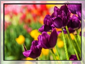 Fioletowe, Tulipany
