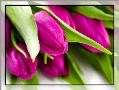 Fioletowe, Tulipany