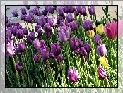 Fioletowe, Tulipany