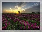 Fioletowe, Tulipany, Zachód słońca