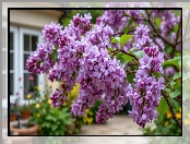 Bez, Lilak, Rozkwitający, Fioletowy