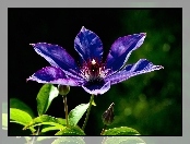 Fioletowy, Clematis