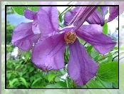 Fioletowy, Clematis, Kwiat