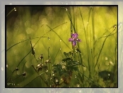 Fioletowy, Bokeh, Kwiatek, Trawa