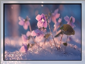 Różowe, Zima, Kwiaty, Fiołki, Grafika AI