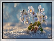 Śnieg, Grafika AI, Fiołki wonne, Kwiaty