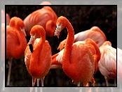 Flamingi