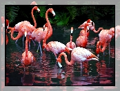 Flamingi, Staw