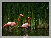 Flamingi, Trzcina