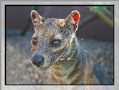 Fossa