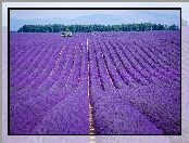 Francja, Pole, Lawenda, Valensole, Prowansja