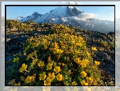 Szlak Widokowy Mount Fremont, Stany Zjednoczone, Góra, Kwiaty, Park Narodowy Mount Rainier, Waszyngton