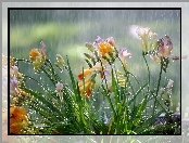 Kwiaty, Frezje, Deszcz