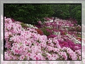 Fukushima, Ogrody, Park, Kwiaty, Azalie